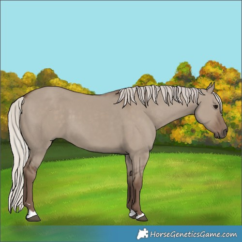 Horse Color:Silver Grullo 