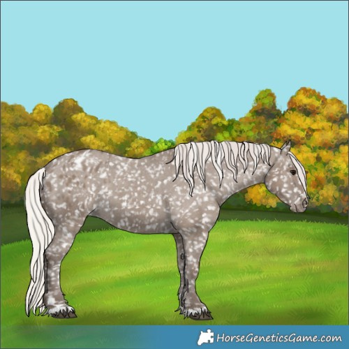 Horse Color:Silver Grullo Appaloosa 