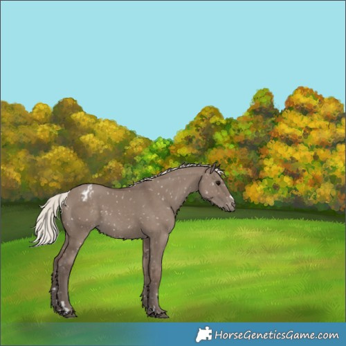 Horse Color:Silver Grullo Appaloosa 