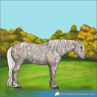 Horse Color:Silver Grullo Snowflake Varnish 