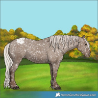 Horse Color:Silver Grullo Snowflake Varnish 