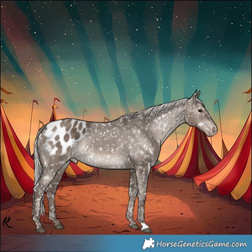 Horse Color:Silver Grullo Appaloosa 