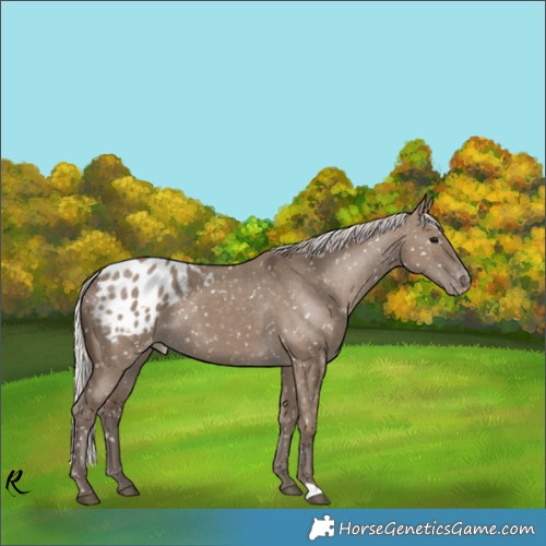 Horse Color:Silver Grullo Appaloosa 