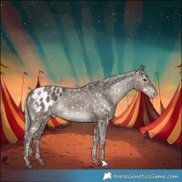 Horse Color:Silver Grullo Appaloosa