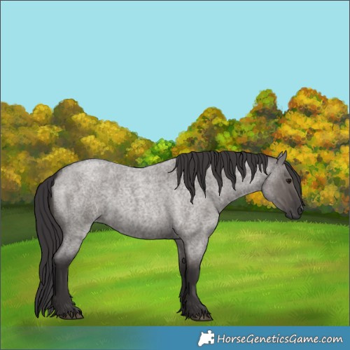 Horse Color:Smoky Grullo Roan 