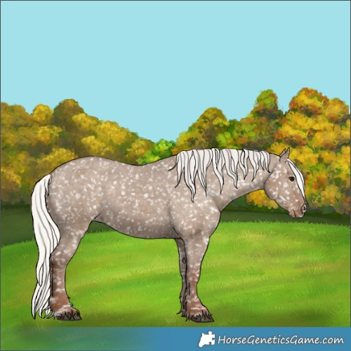 Horse Color:Silver Grullo Appaloosa 
