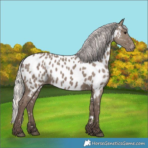 Horse Color:Silver Grullo Appaloosa Rabicano 