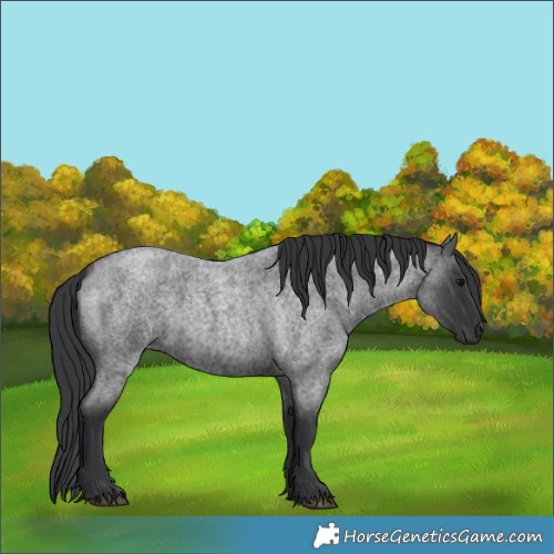 Horse Color:Blue Roan 
