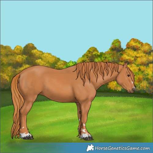 Horse Color:Chestnut 