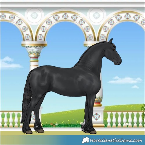 Horse Color:Black 