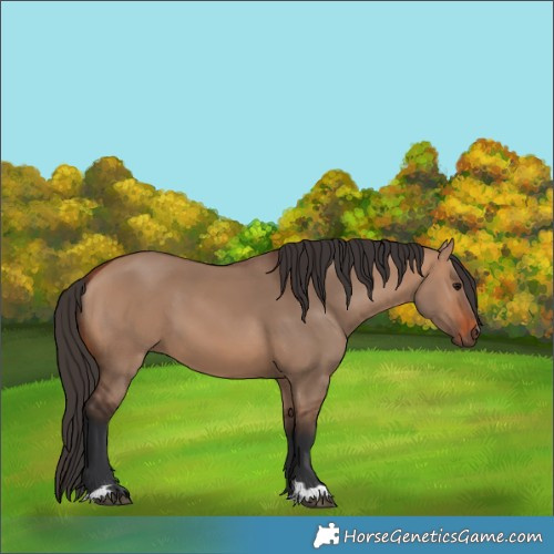 Horse Color:Bay Dun 