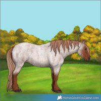 Horse Color:Red Roan