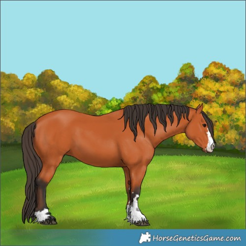 Horse Color:Bay 