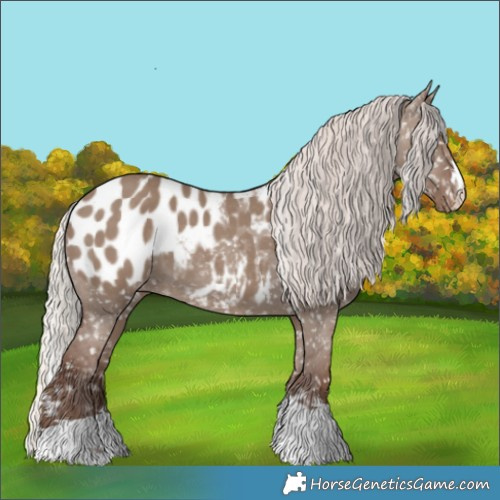 Horse Color:Silver Grullo Appaloosa 