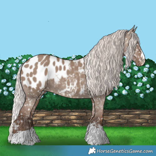 Horse Color:Silver Grullo Appaloosa 