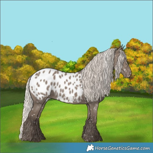 Horse Color:Silver Grullo Appaloosa 