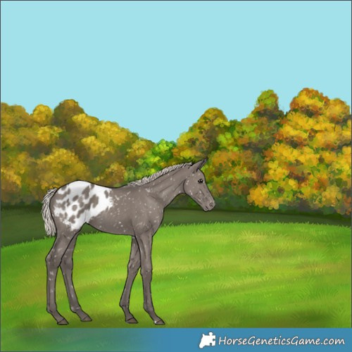 Horse Color:Silver Grullo Appaloosa 