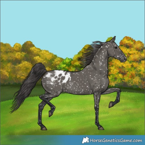 Horse Color:Grullo Appaloosa 