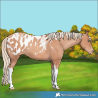 Horse Color:Gold Champagne Tobiano Blanket 