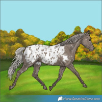Horse Color:Silver Grullo Appaloosa 