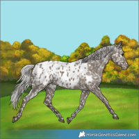 Horse Color:Silver Grullo Blanket 