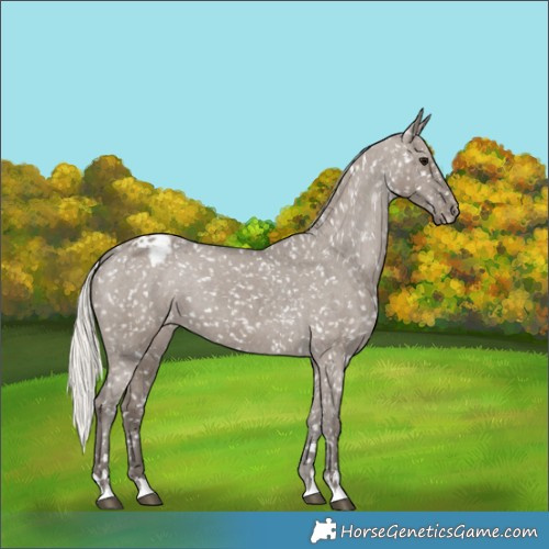 Horse Color:Silver Grullo Appaloosa 