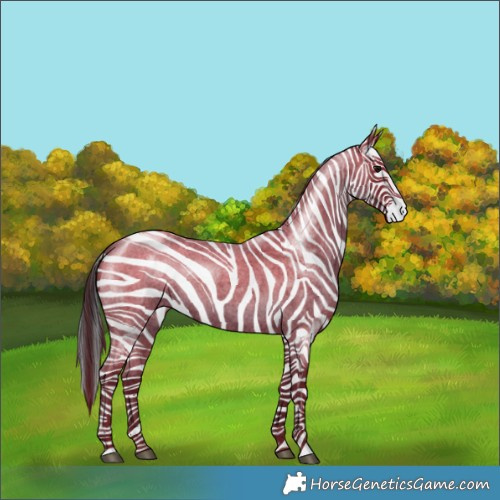 Horse Color:Blue Roan