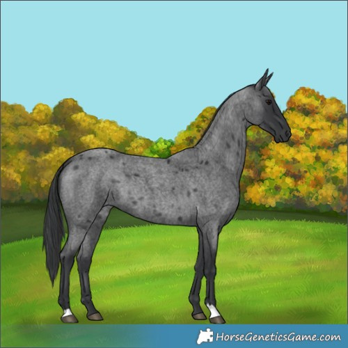Horse Color:Blue Roan 