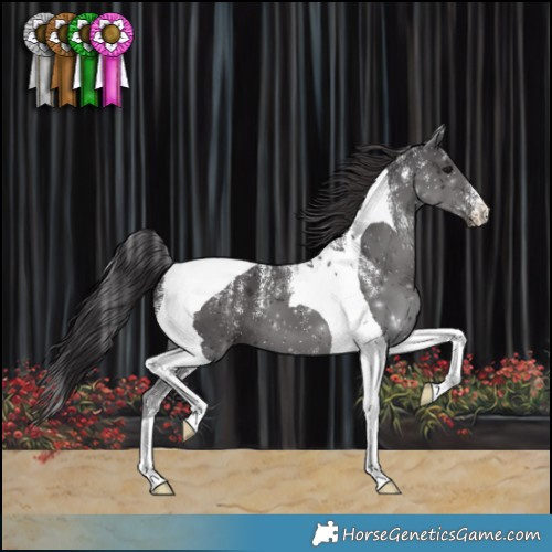 Horse Color:Powder White Smoky Black Tobiano 