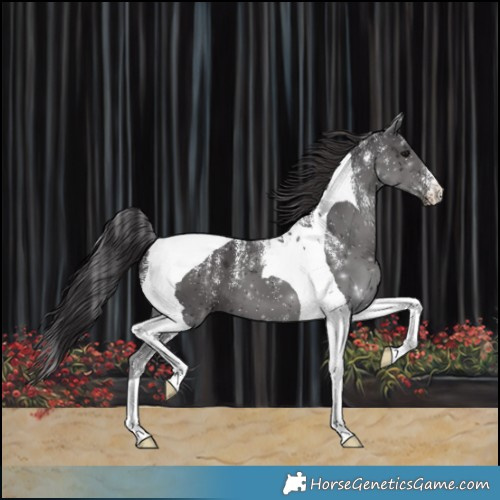 Horse Color:Powder White Smoky Black Tobiano 