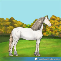 Horse Color:Buckskin Roan Pearl and Buckskin Roan Pearl