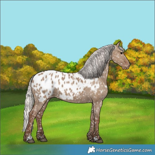 Horse Color:Silver Grullo Appaloosa
