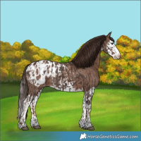 Horse Color:Liver Chestnut Sabino Splash Appaloosa and Liver Chestnut Sabino Splash Appaloosa