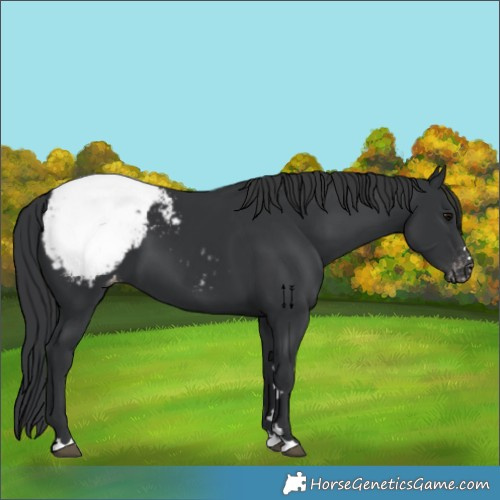 Horse Color:Black Appaloosa 