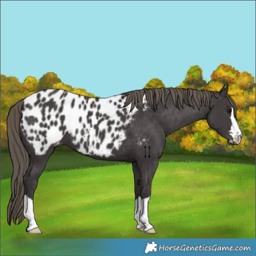 Horse Color:Smoky Black Appaloosa 