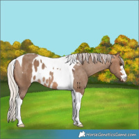 Horse Color:Silver Bay Dun Tobiano Skewed Appaloosa Rabicano 