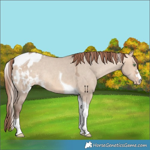 Horse Color:Amber Champagne Dun Tobiano Skewed Appaloosa Rabicano