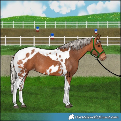 Horse Color:Silver Bay Tobiano Skewed Appaloosa Rabicano 