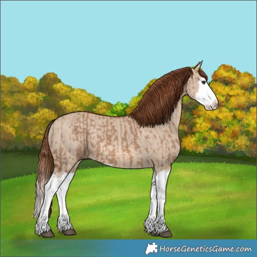 Horse Color:Red Dun Splash  and Red Dun Splash 