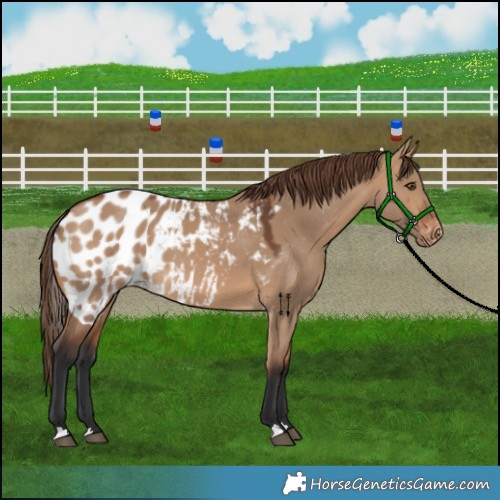 Horse Color:Bay Dun Skewed Appaloosa 