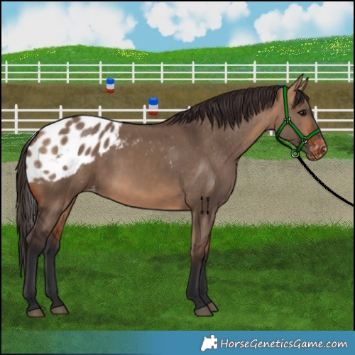 Horse Color:Bay Dun Skewed Appaloosa Rabicano