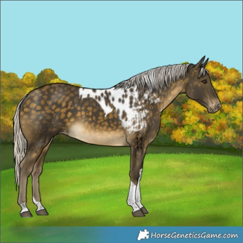 Horse Color:Silver Buckskin Tobiano Skewed LP Spotted Rabicano 