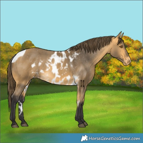 Horse Color:Buckskin Skewed Appaloosa 