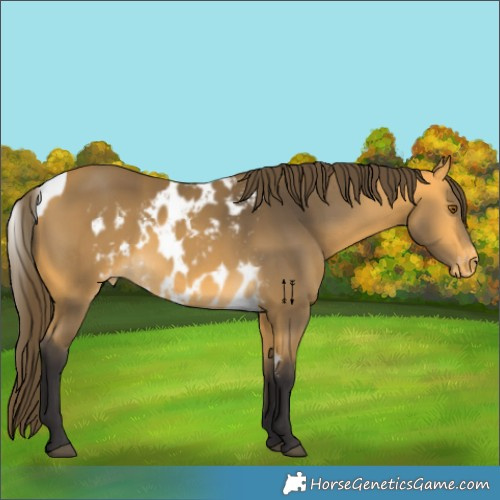Horse Color:Buckskin Skewed Appaloosa 