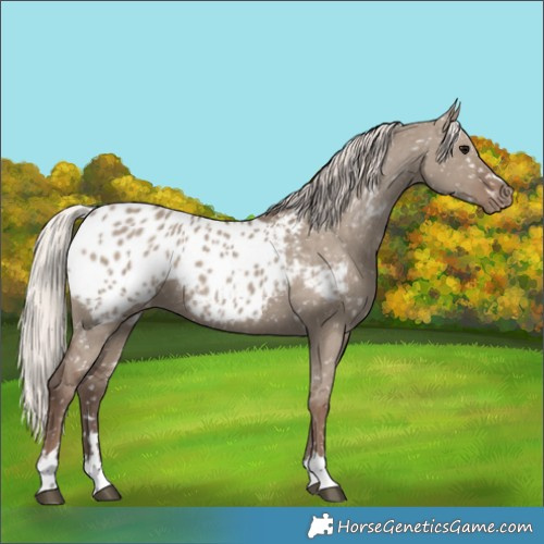 Horse Color:Silver Grullo Appaloosa