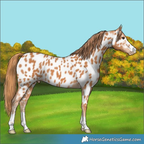 Horse Color:Chestnut Near Leopard 