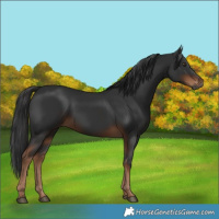 Horse Color:Gray Liver Chestnut