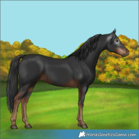 Horse Color:Gray Liver Chestnut 