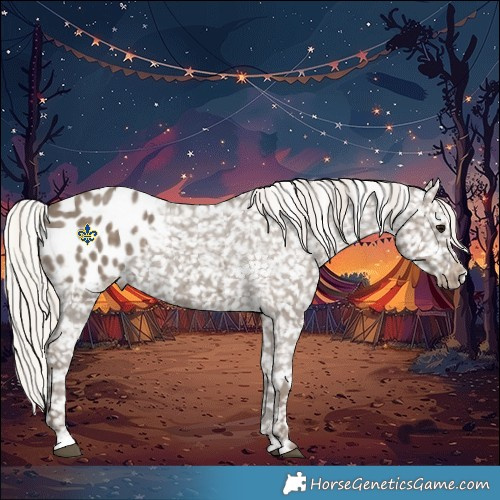 Horse Color:Silver Grullo Appaloosa