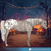 Horse Color:Silver Grullo Appaloosa 